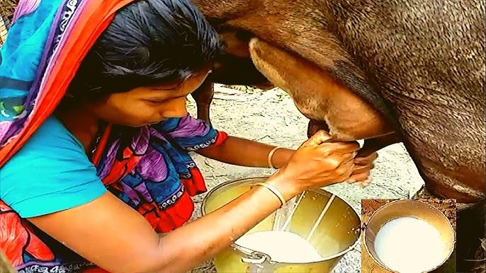 গরুর দুধ